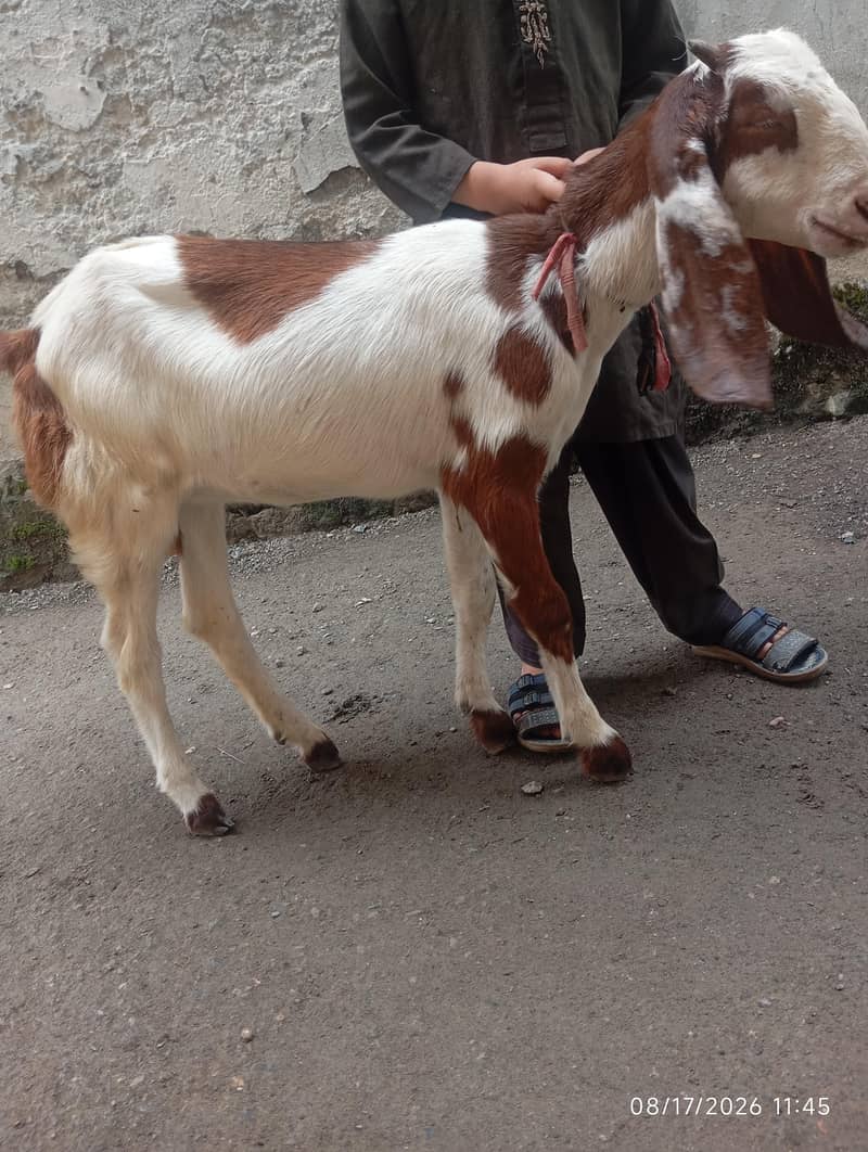 مادہ بکری 5 ماہ 1