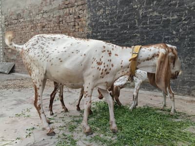 desi bakri with baby bakri