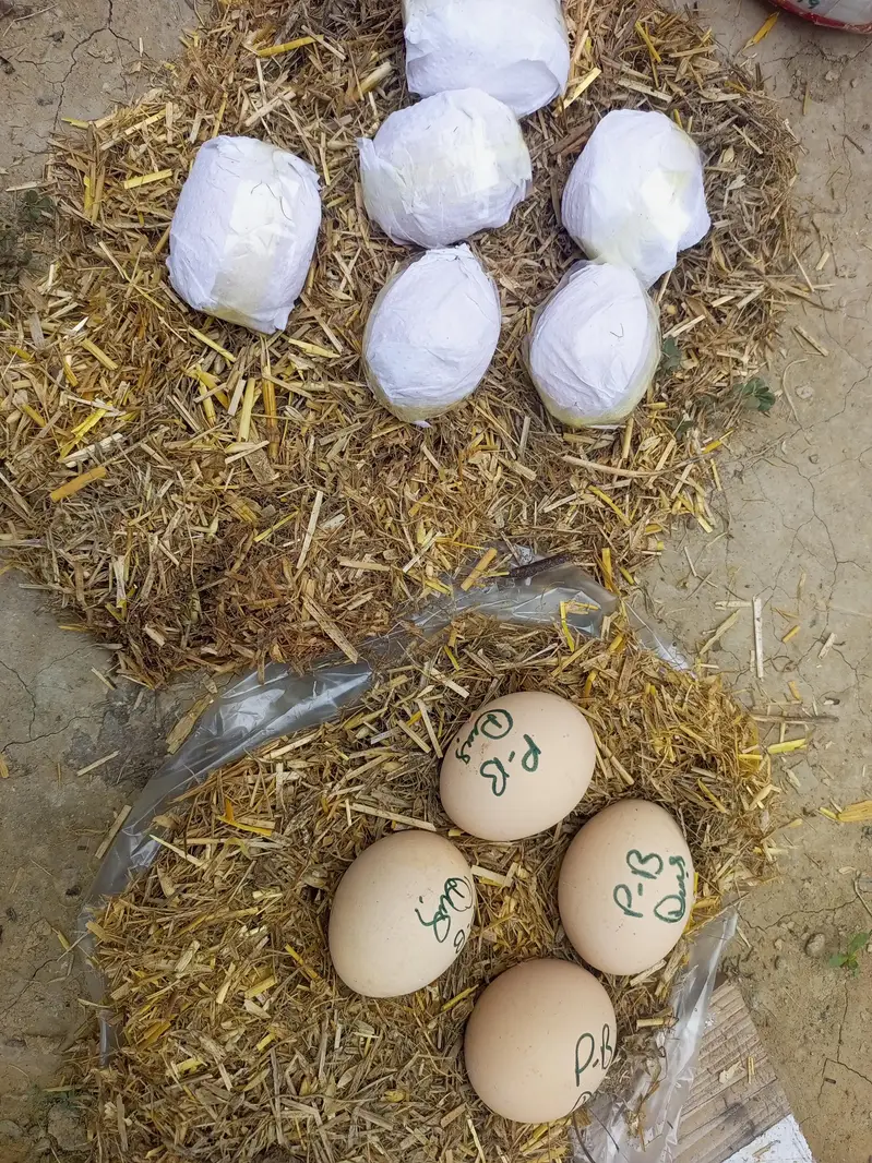 انڈین پیرڈ بیک اسیل — photo 2