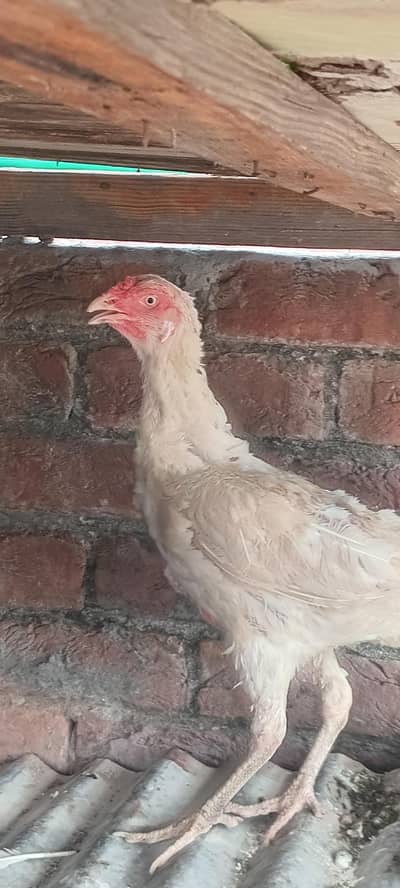 aseel white female cross shomu