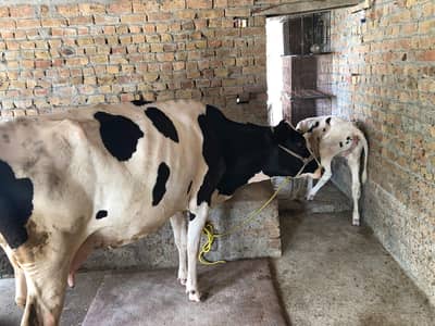 cow for sale