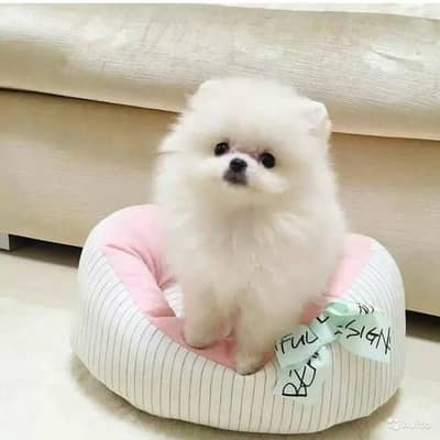 Pomeranian | Pomeranian Pupps | Shitzu Pupp | Toy Breed Pupps For Sale