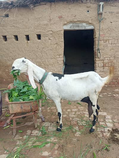BEETLE GOAT for sale