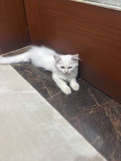 Persian kittens