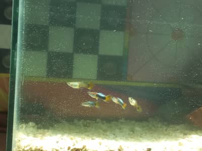 Guppies for sale price home delivery