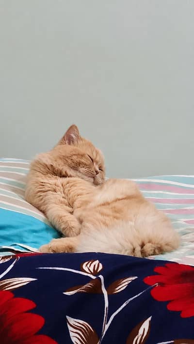 Beautiful Persian male Cat for Sale