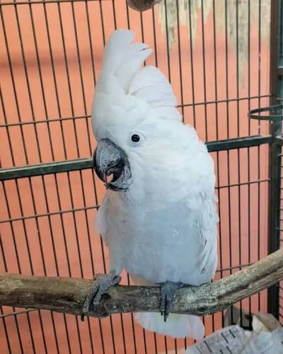 Umbeerlla cocakto parrot 03262134833