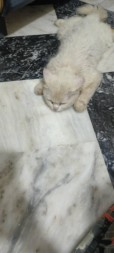 male cat hy