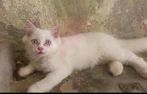 Quality Persian Kitten's  Healthy and active Very playful