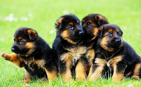 German Shepherd Pupps | German Shepherd Female | long Coat Pupps | GSD