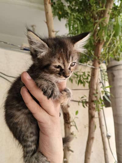 Persian Cross female kitten