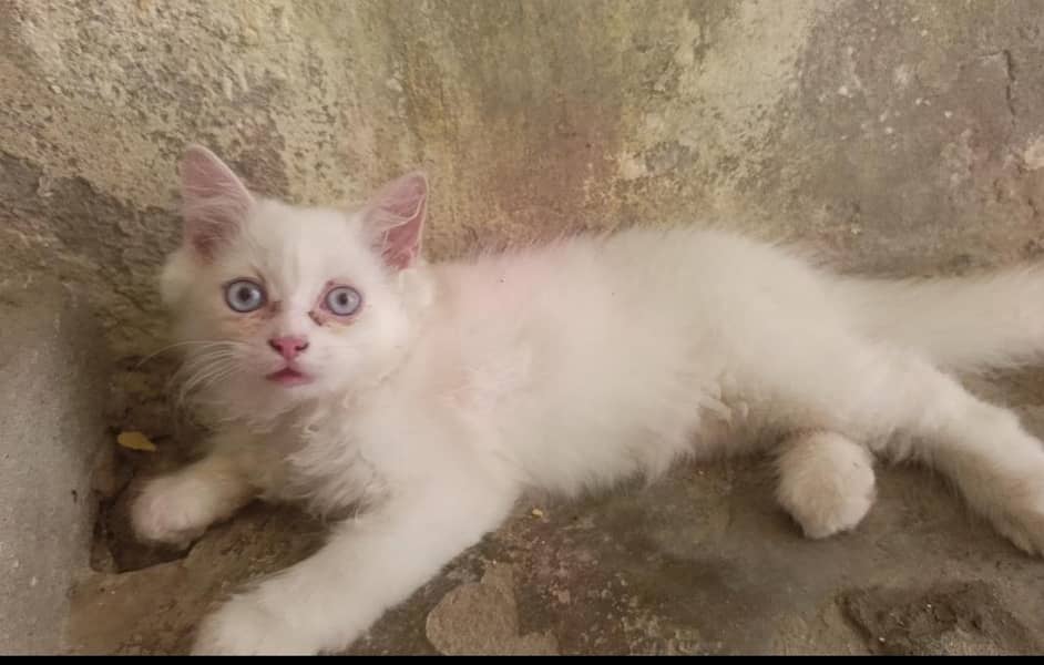 Quality Persian Kitten's 0