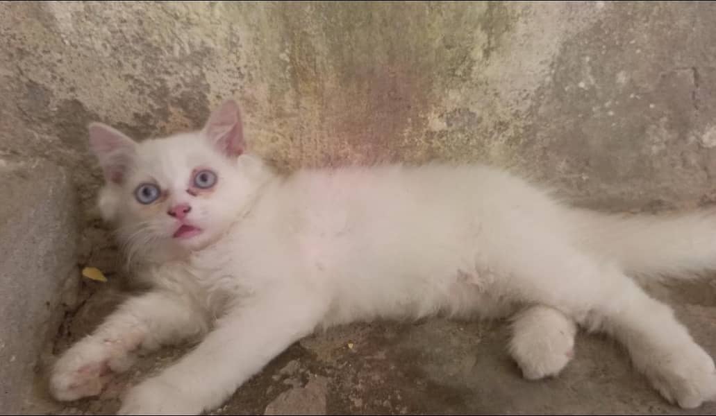 Quality Persian Kitten's 1