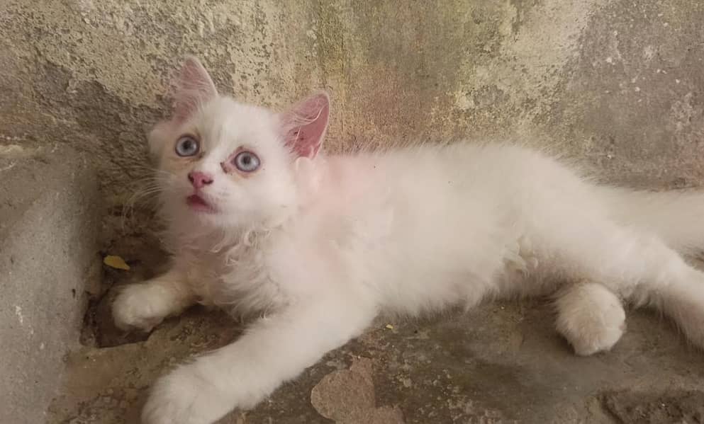 Quality Persian Kitten's 2