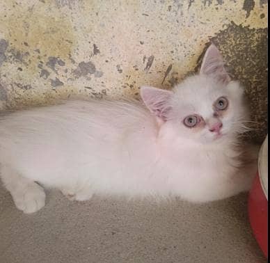 Quality Persian Kitten's 3