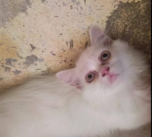 Quality Persian Kitten's 4
