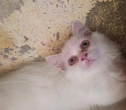 Quality Persian Kitten's 5