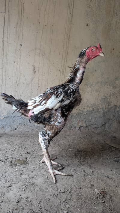 Burmi aseel