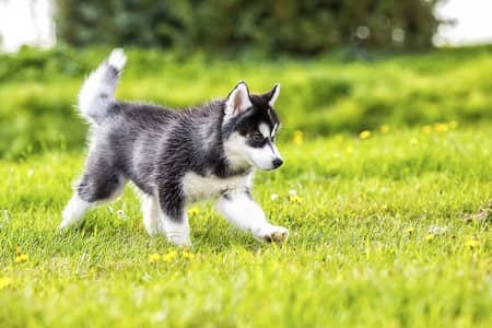 Husky | Siberian Husky | Wolly Coat Odd Eyes Huksy | Husky For Sale