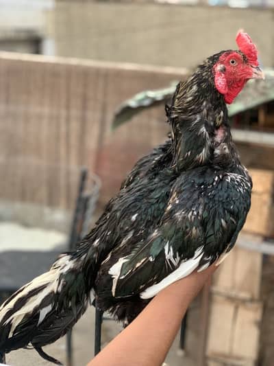 Aseel lasani breeder