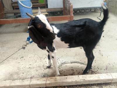 fresh 2 teeth bakri amartesri beetal cross gaban 2 month