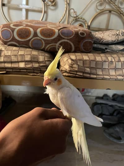 Hand Tame Cream Cocktail for sale
