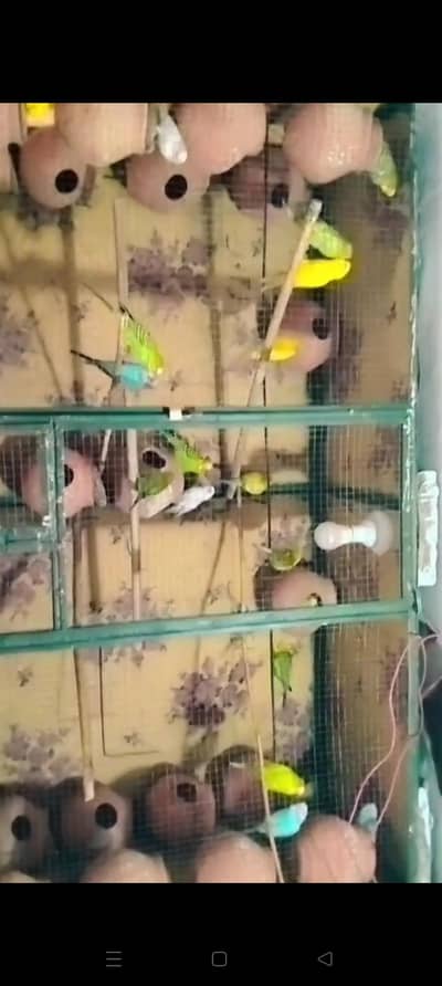 Australian parrot pair & cage sale