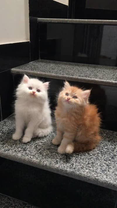 Persian Kittens