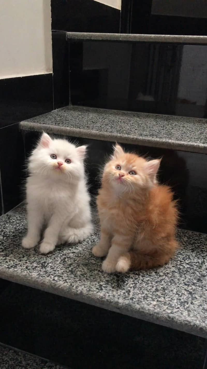 Persian Kittens 0