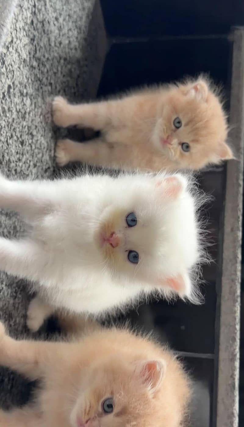 Persian Kittens 3