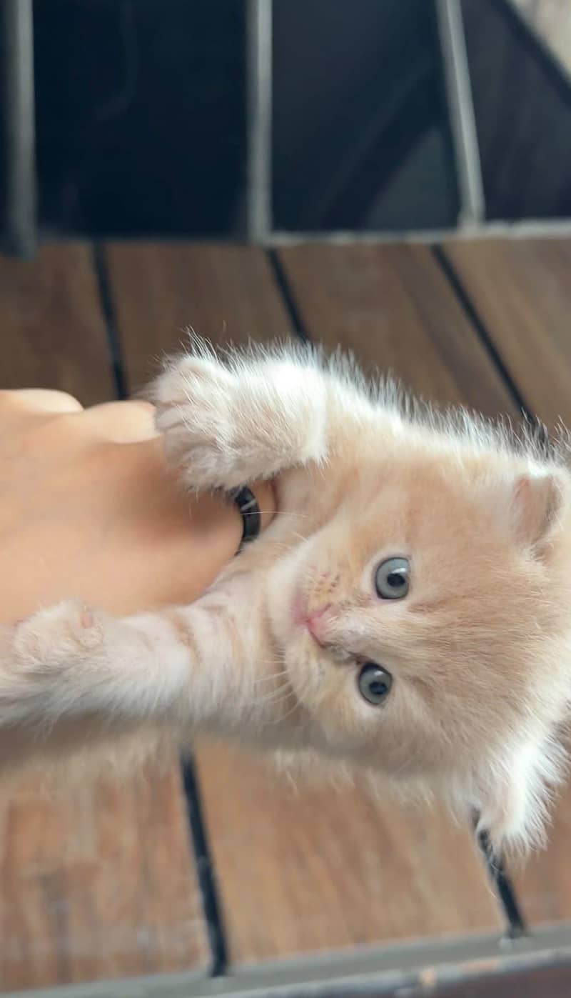 Persian Kittens 4