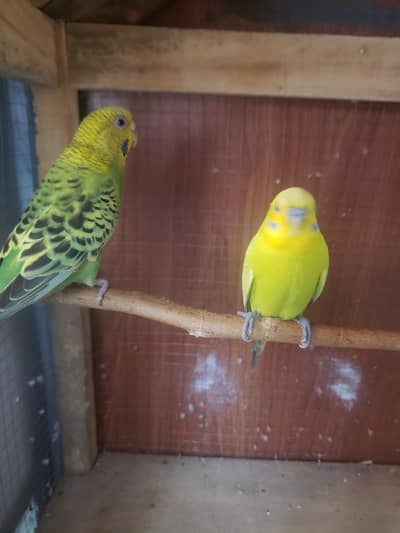 good pair and beautiful  