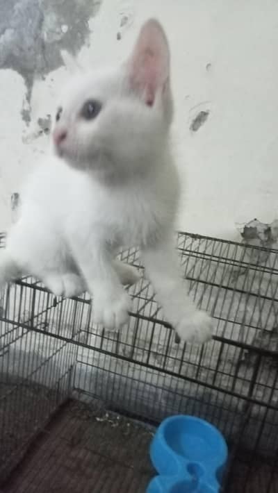 cat for sale