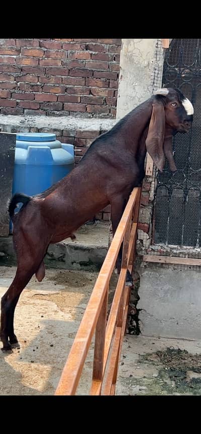 Breeder Bakra pure beetal or female Path