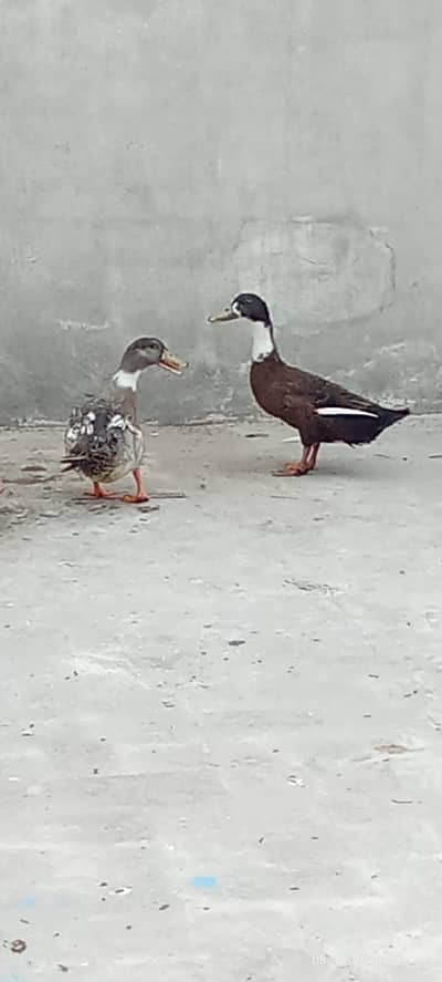 Ducks