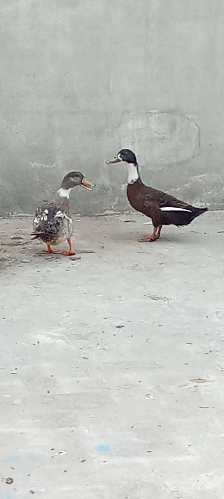Ducks 0