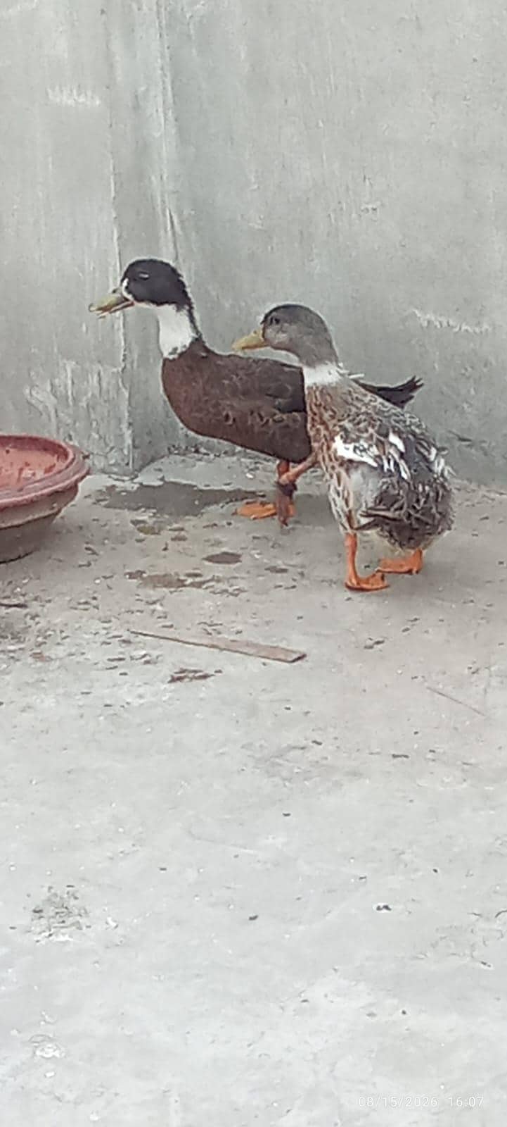 Ducks 1