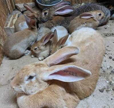 Rabbit pure house breed pair urgent sale