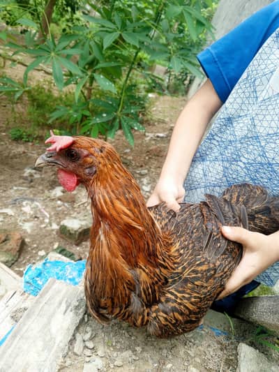 Two desi egg laying hens