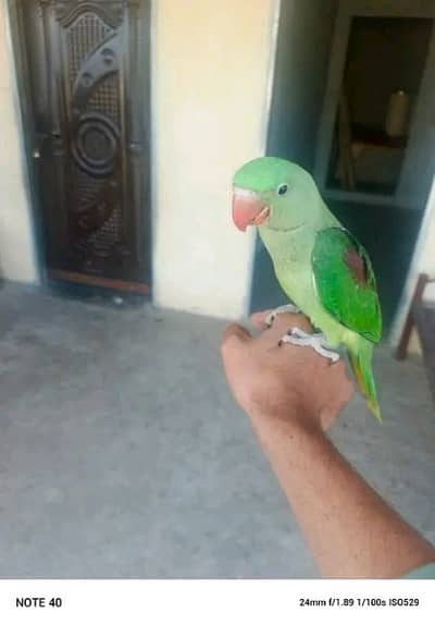 kashamri full hand tame male patha for sale