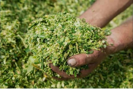 Silage for Sale