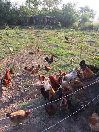 Egg laying hens        انڈے والی مرغی