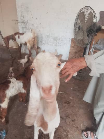 bakri