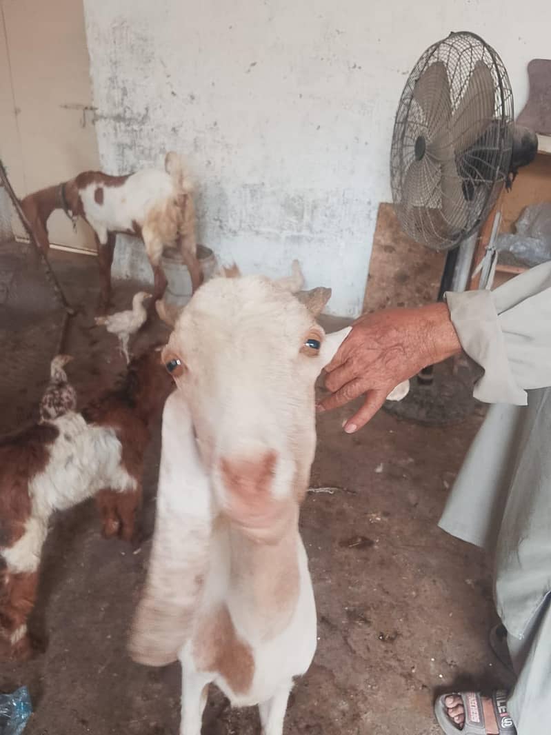 bakri 0