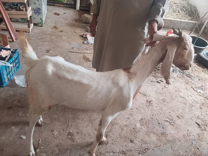 bakri 1