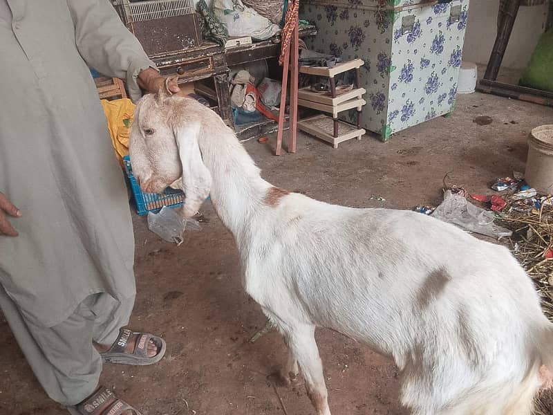 bakri 2