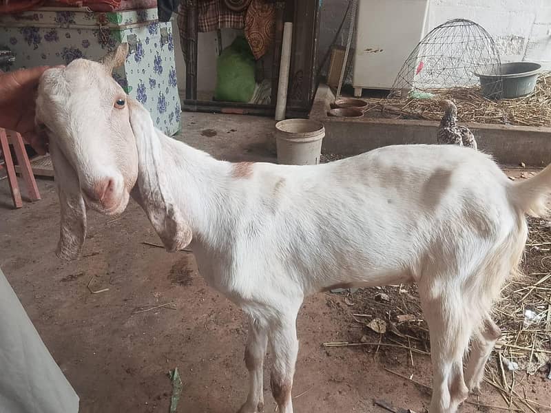 bakri 3