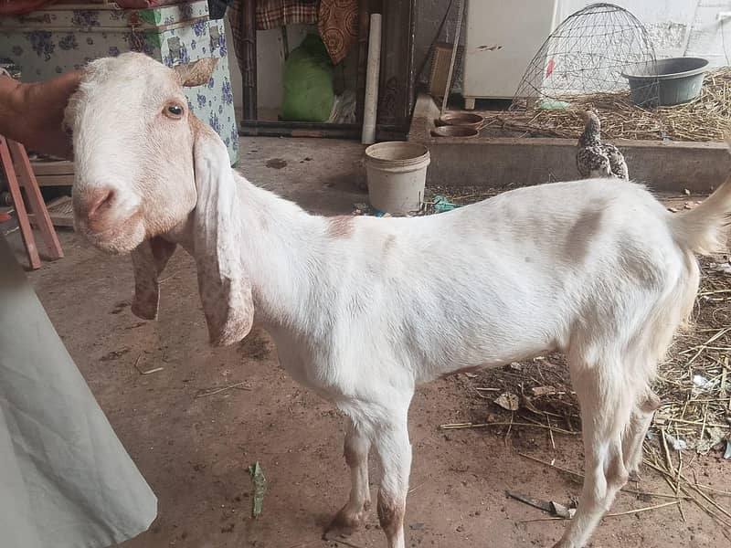 bakri 4