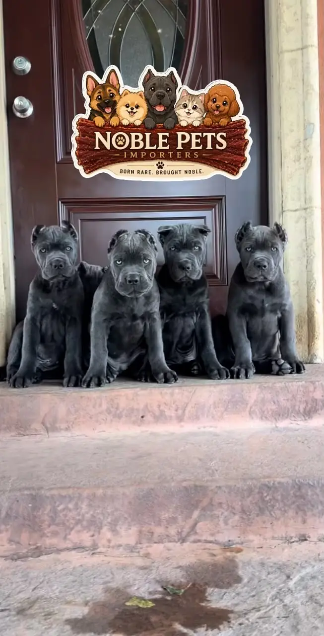 CANE CORSO PEDIGREE PUPPIES AVAILABLE FOR IMPORT