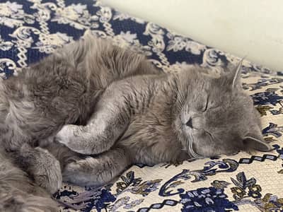 Male British longhair
